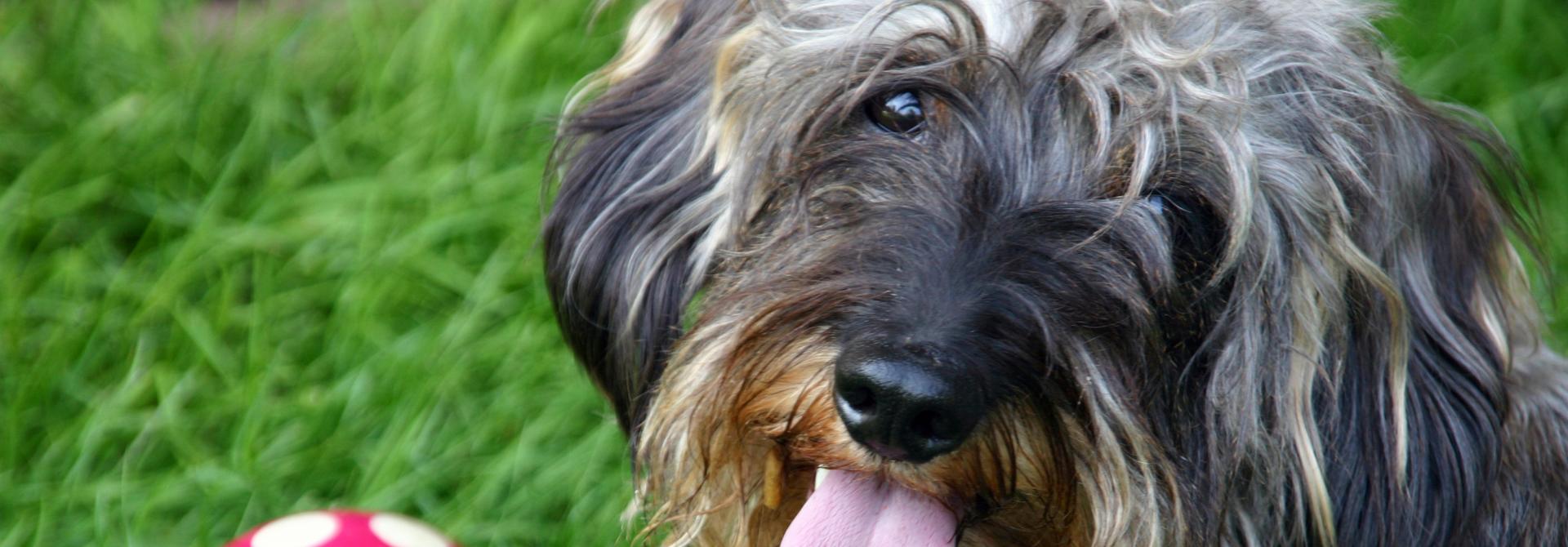 hund.jpg