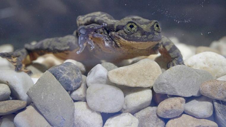 Sehuencas-Wasserfrosch Romeo