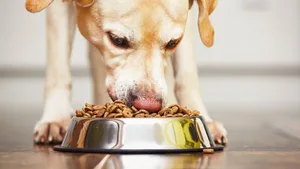 Wegen zu viel Vitamin D ruft Hersteller Mars einige seiner Hundefutter zurück.