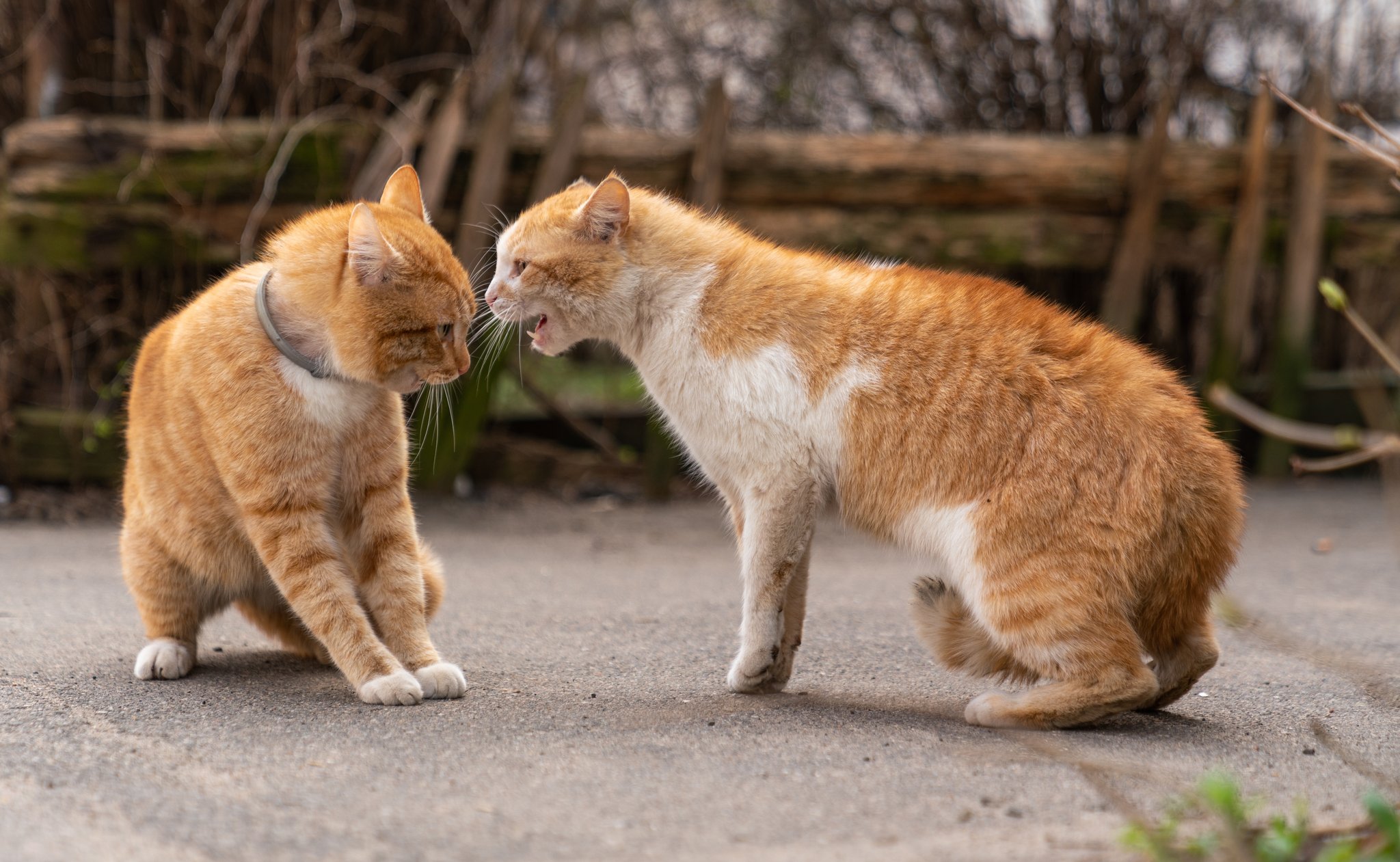 Kämpfe unter Katzen