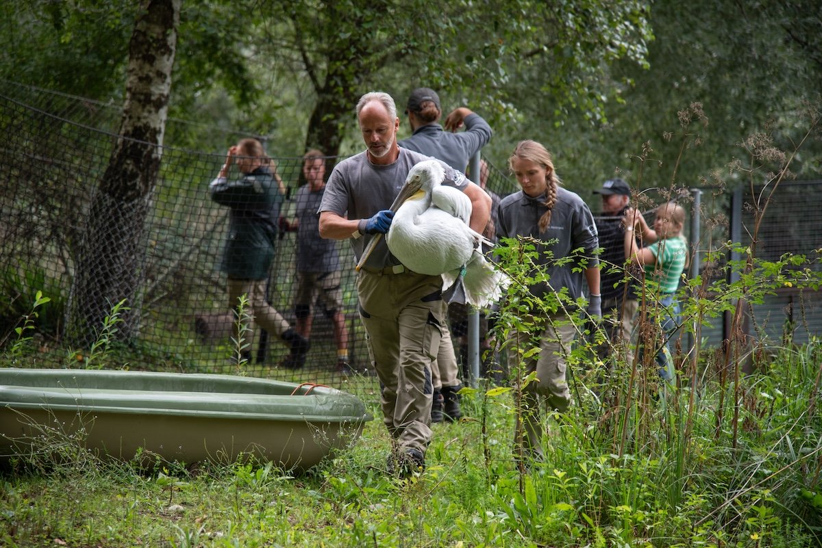 Wie Zoovögel gegen die Vogelgrippe geschützt werden