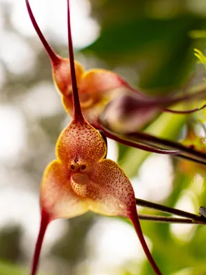 Affenorchidee