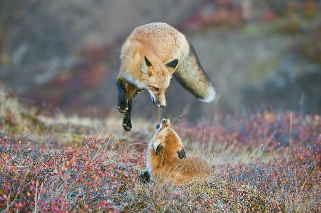 wilderness8.jpg
