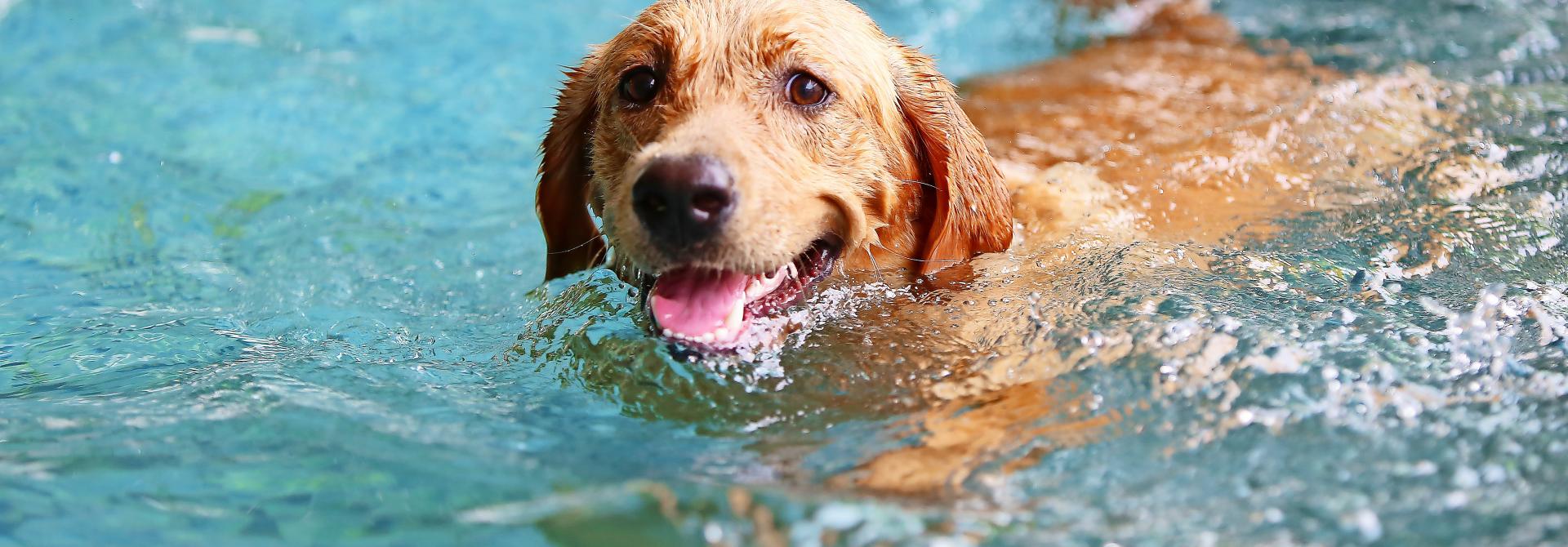 Hund am Schwimmen