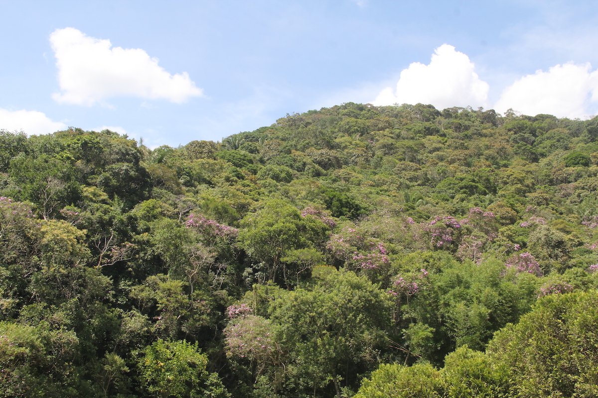 Südamerikas Vegetationen: Eine Reise durch Regenwald und Wüste
