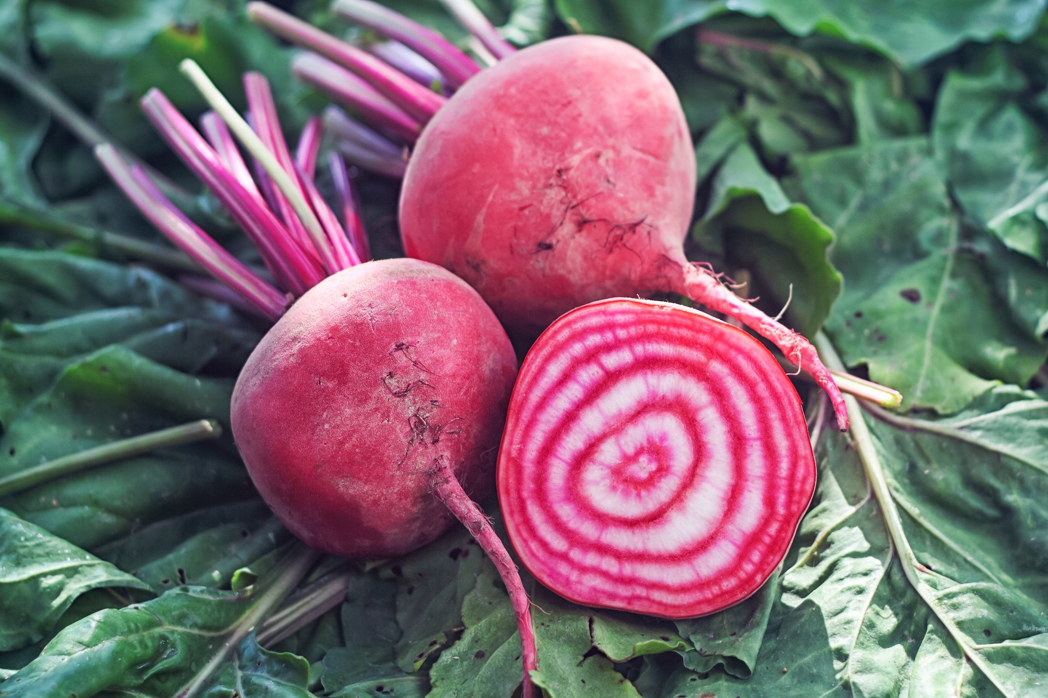 Chioggia: Aussen erdig, innen bunt