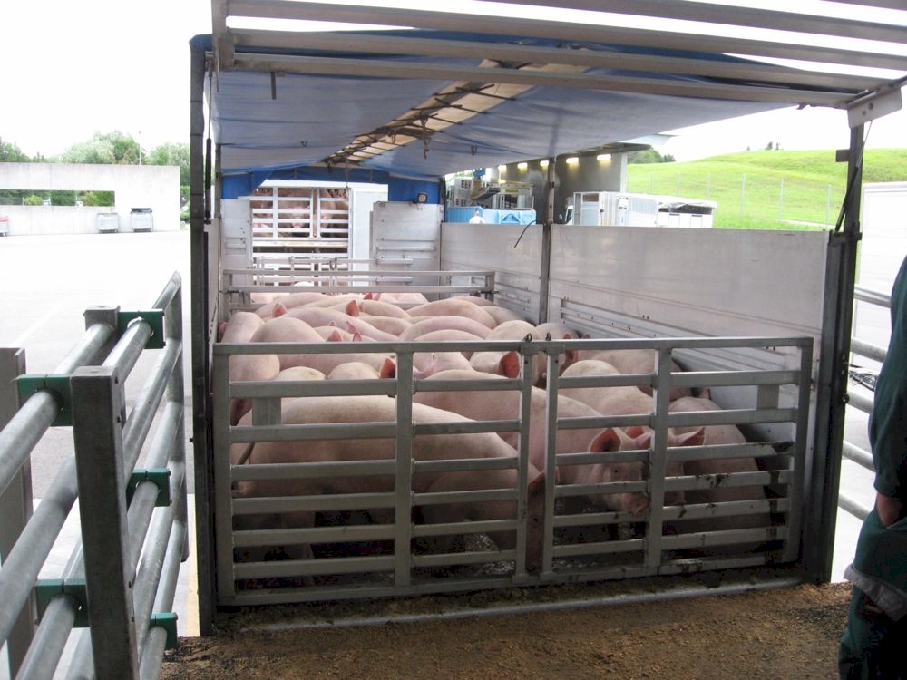 Der Schweizer Tierschutz kontrolliert die Bedingungen von Tiertransporten