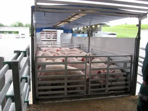 Bei den Transportkontrollen des Schweizer Tierschutzes wird beobachtet, wie Landwirte und Chauffeure mit den Tieren umgehen und begutachtet, ob die Tiere transportfähig sind und genügend Platz zur Verfügung haben.