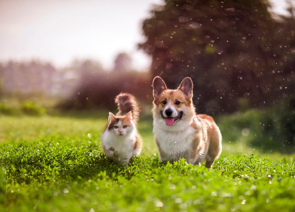 Vereine für Tierliebhaberinnen und Tierliebhaber