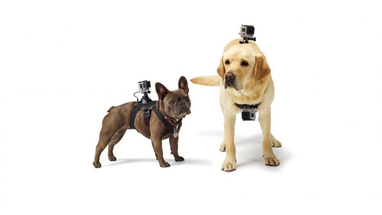 hundegopro.jpeg