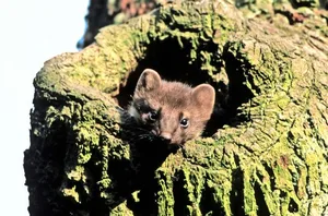 Mangels Affen und anderen Primaten ist der Baummarder in unseren Breitengraden das grösste Baumbewohnende Säugetier.