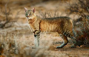 Die Afrikanische Wildkatze, hier die südliche Form in der Kalahari-Wüste in Namibia, ist die Stammform der Hauskatze.