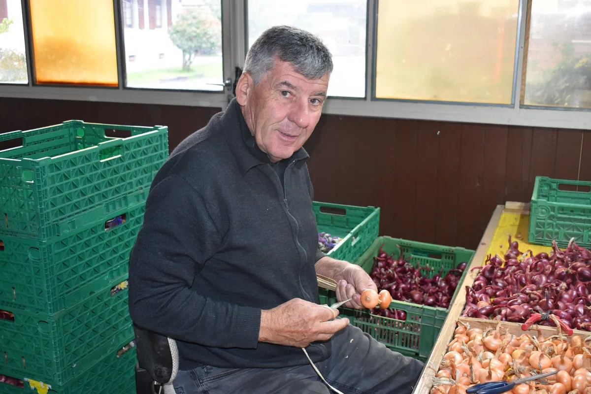 DSC_1165 Wie viel Arbeit im Zwiebelzopf steckt: Hansueli Jampen aus Müntschemier (BE) bewahrt ein altes Handwerk