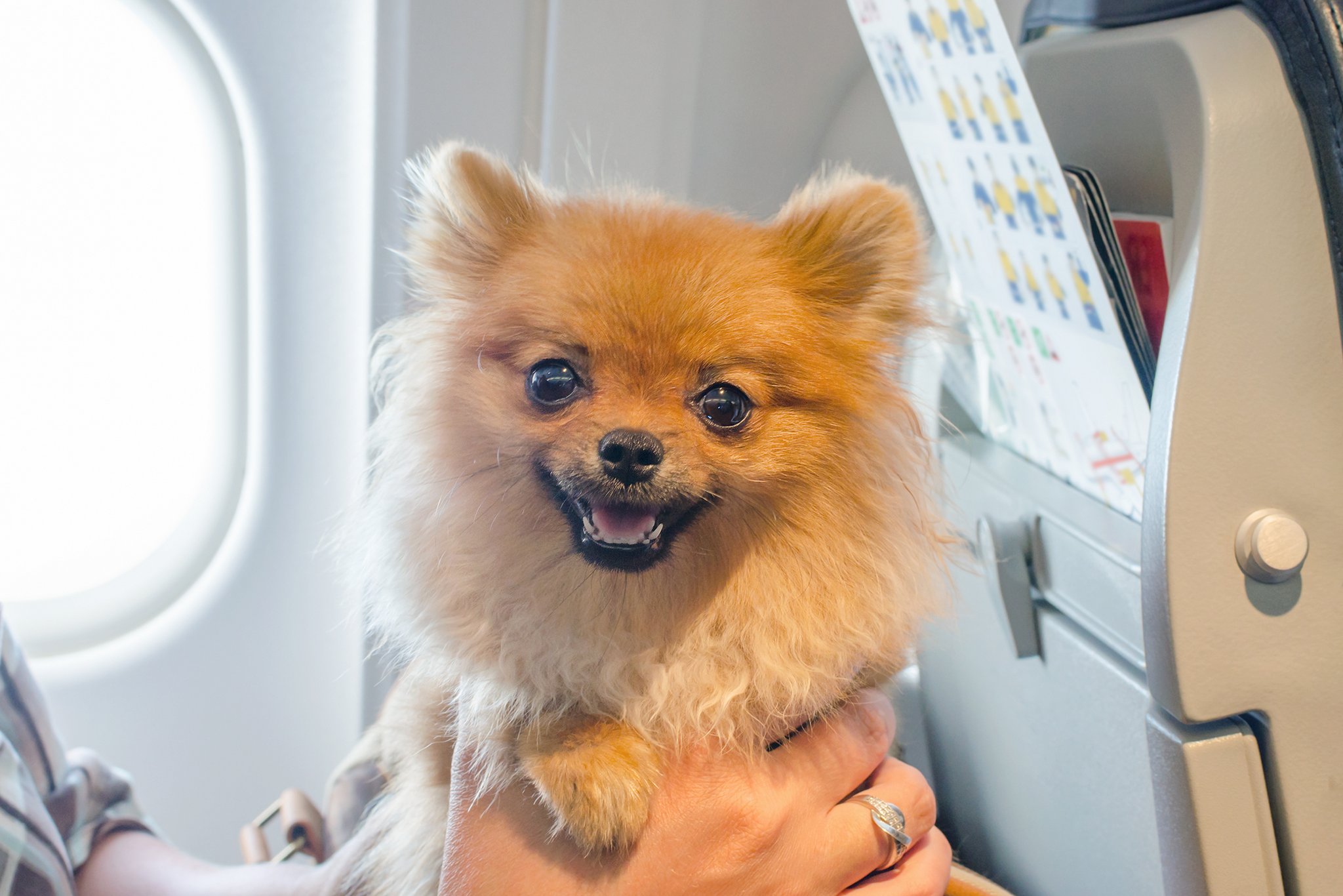 So klappt die Reise mit Hund im Flugzeug oder Auto