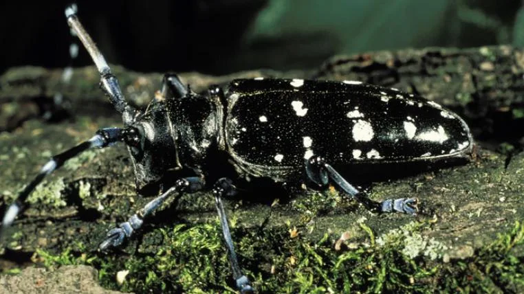 d488b0be73d04d1e1f61abae3eee5be5ccb350a4 Anoplophora_glabripennis-UniversityofIllinois-JamesAppleby-s.jpg