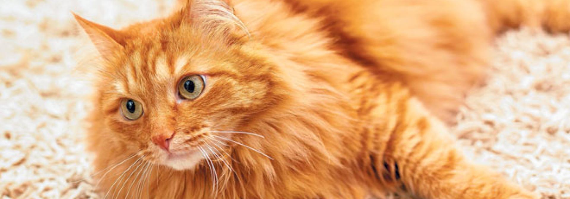 katze-rollig.jpg
