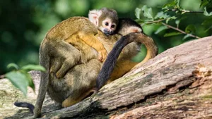 Huckepack auf Mutters Rücken: Acht junge Totenkopfäffchen im Zoo Basel.