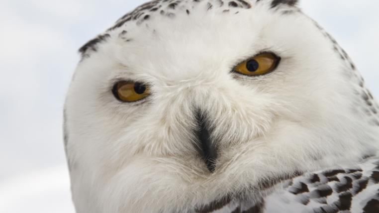 Unsere Wildnis