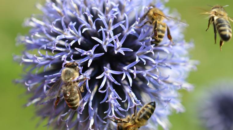 Bienen5.jpg