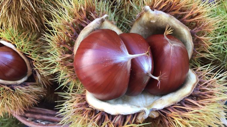 Marroni in Stachelhülle