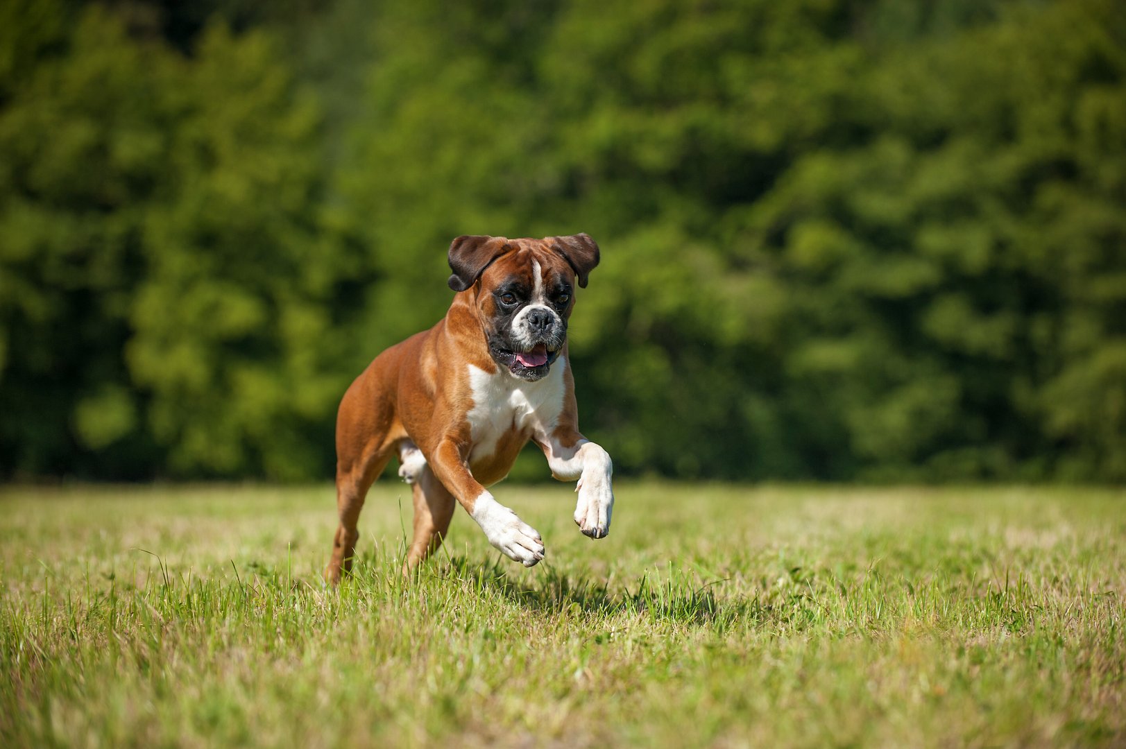 Deutscher Boxer: Der spielend boxende Hund