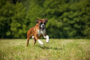 Der Deutsche Boxer ist ein muskulöser Hund mit markantem Kopf, ausdrucksstarken Augen und kräftigen Vorderpfoten, mit denen er beim Spielen seine typischen Boxbewegungen zeigt.