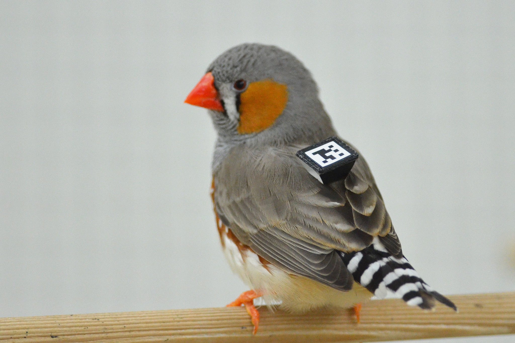 Zebrafinken suchen sich Partner mit demselben Dialekt