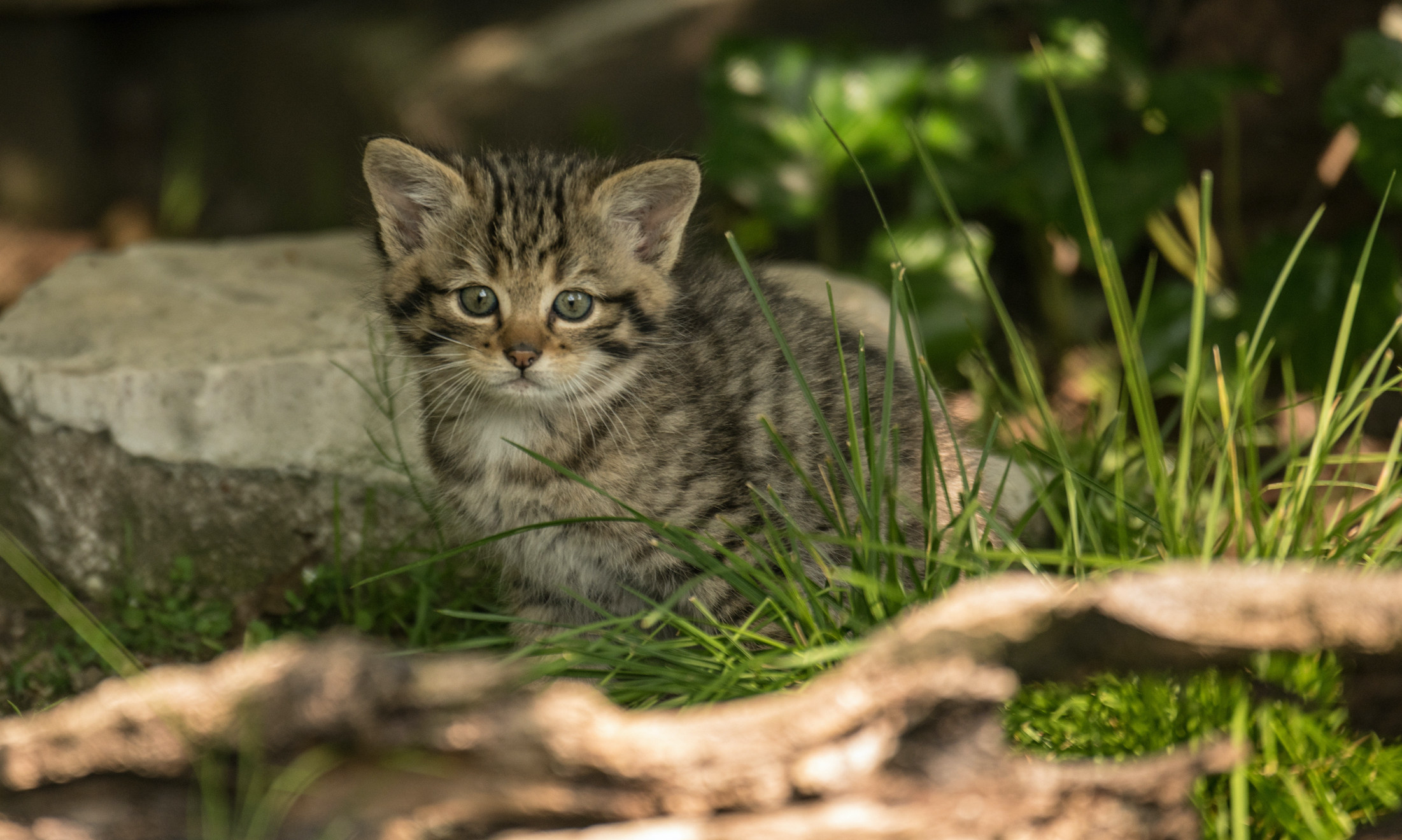 Wildkatzenbabys
