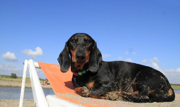 Hundestrand_Front