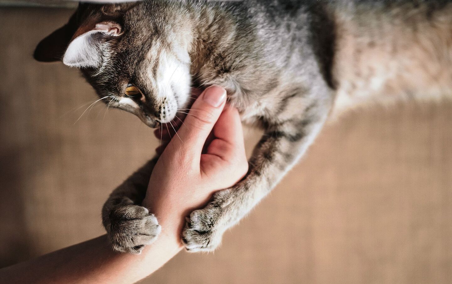 Katze