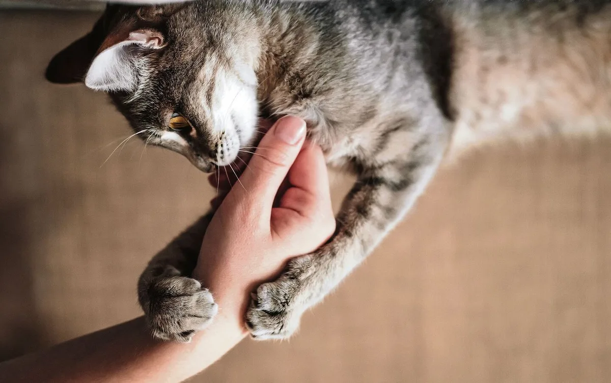 4751c8a45588fc00c0997d163c685281d0da60581feafcd5ff696a456af2ef33 Katze