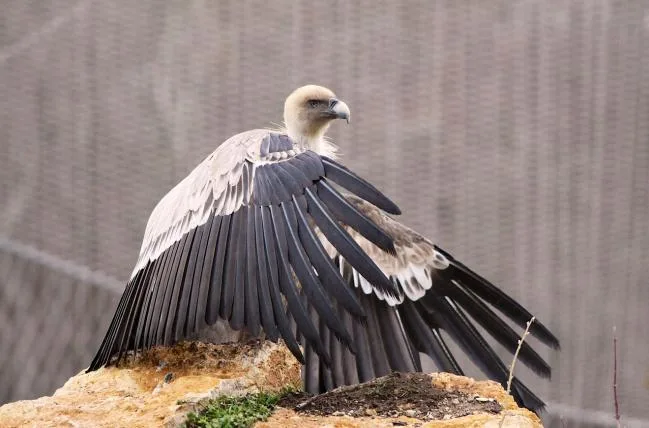 9c85d74b71db094e721bebe06f44f2c9d9193853 01-vautour-gaensegeier.jpg