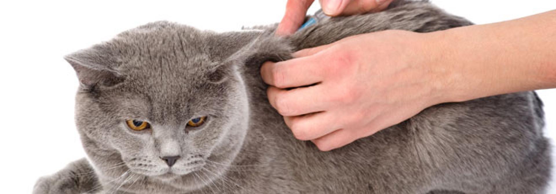 katze-spritze.jpg