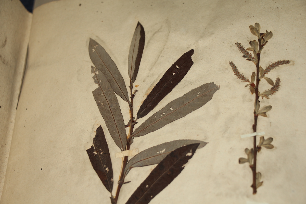 Das Herbarium des Botanischen Gartens der Universität Bern ist eine Fundgrube und nun online