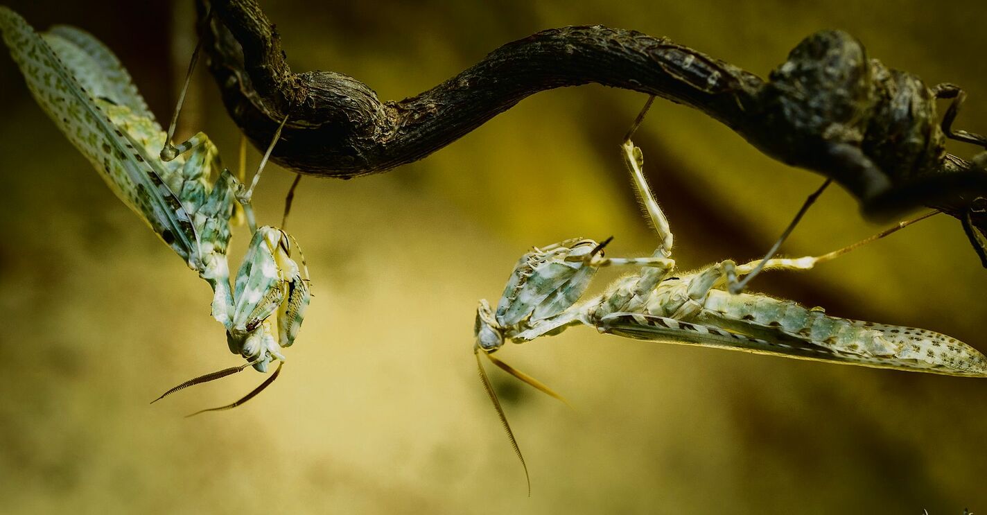 Die Odyssee endet im Papiliorama