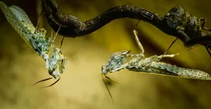 Die faszinierende Welt der Insekten ist nun im Papiliorama zu sehen: die Kleine Teufelsblume...