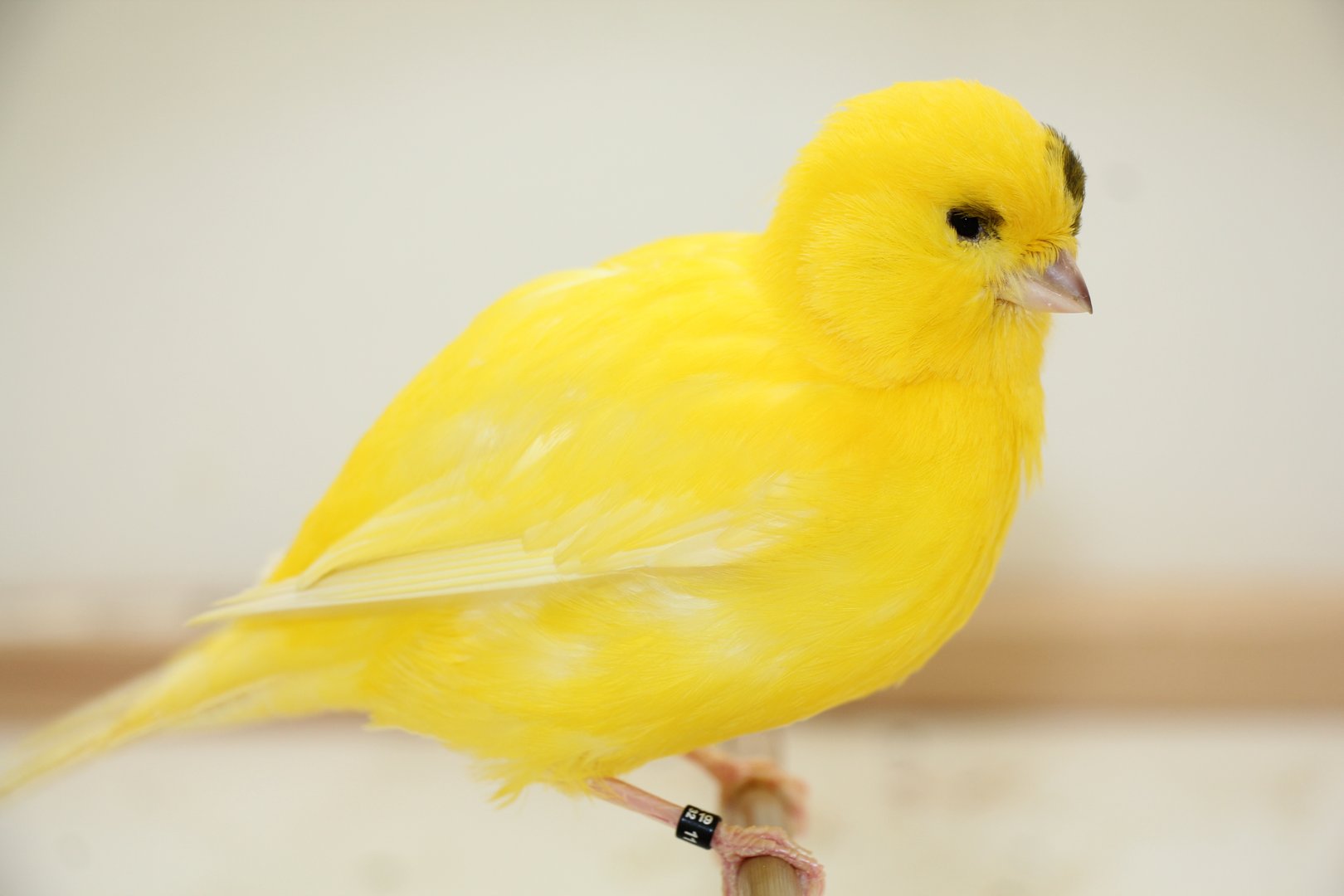 Zusatzthema: Was sind Ziervögel?
