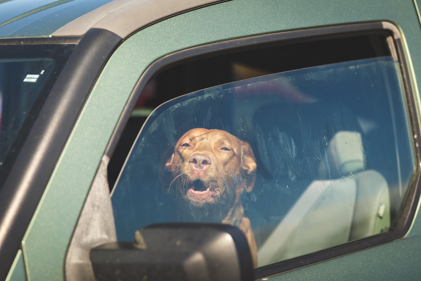 So befreien Sie Hunde aus parkierten Autos ohne rechtliche Folgen