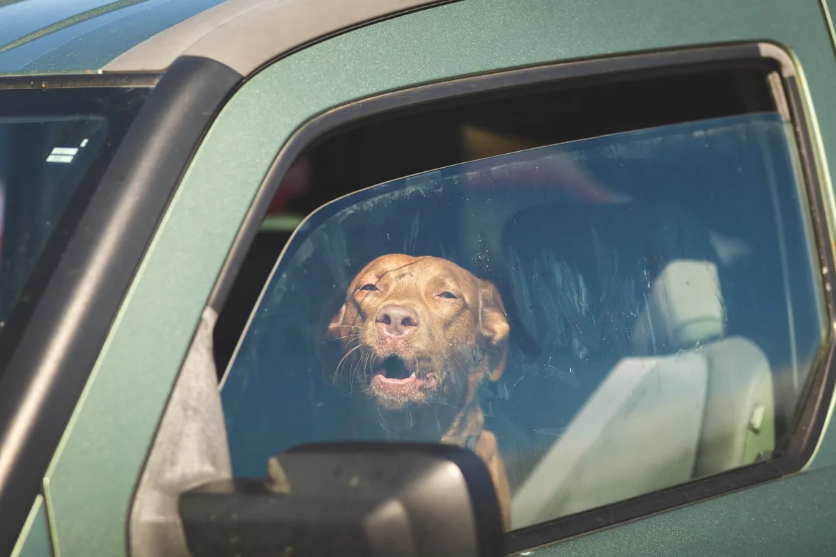 shutterstock_530621791 So befreien Sie Hunde aus parkierten Autos ohne rechtliche Folgen