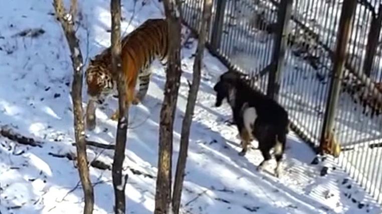 Amur und Timur