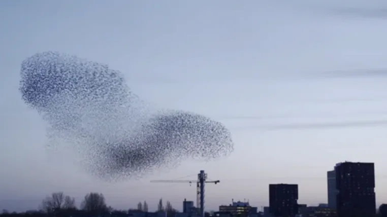 5144e5746e9994fce33489f62ceac67664c54eee vogelschwarm.png