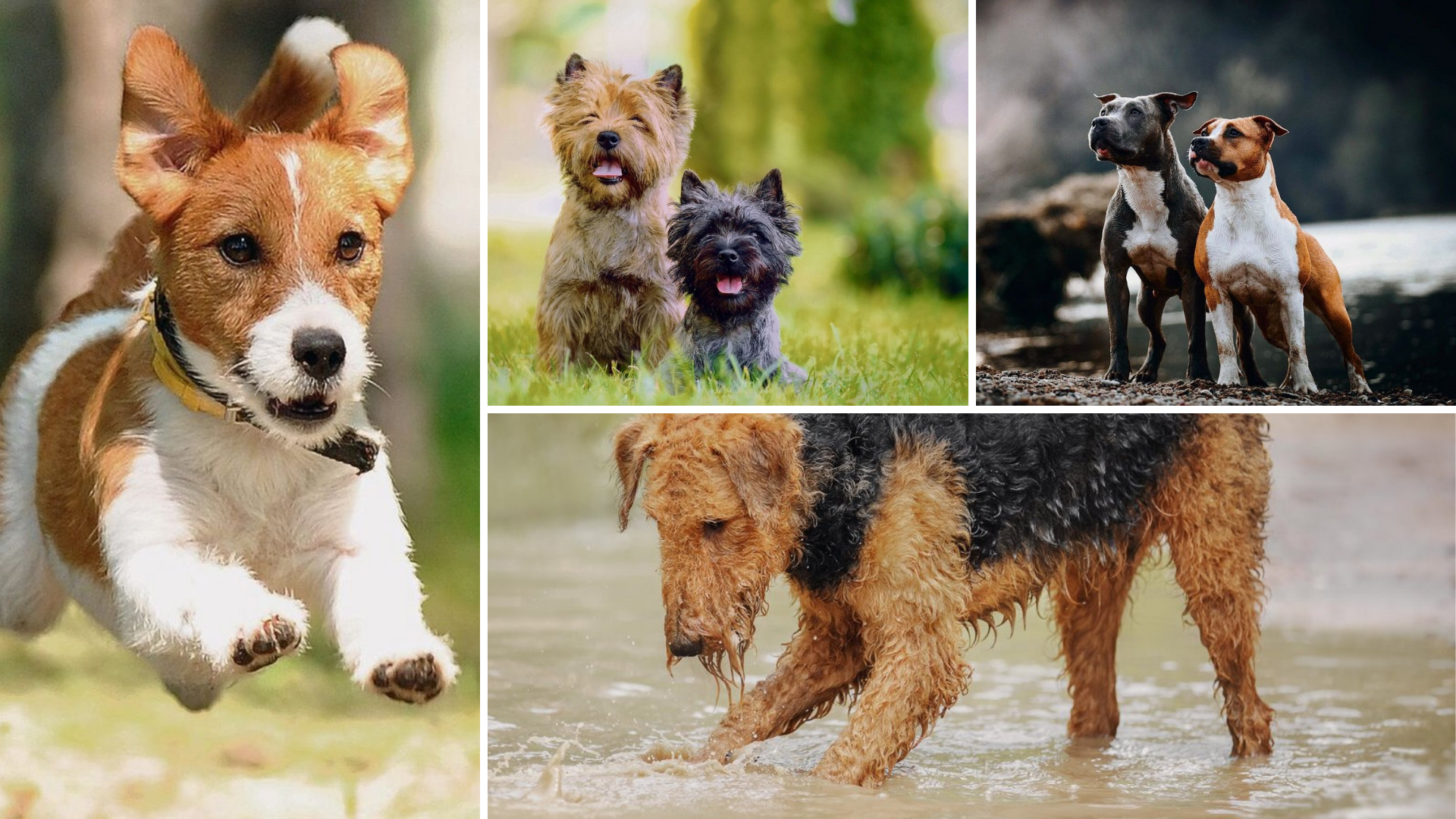 Die 34 Terrier-Rassen sind alle furchtlos und selbstbewusst