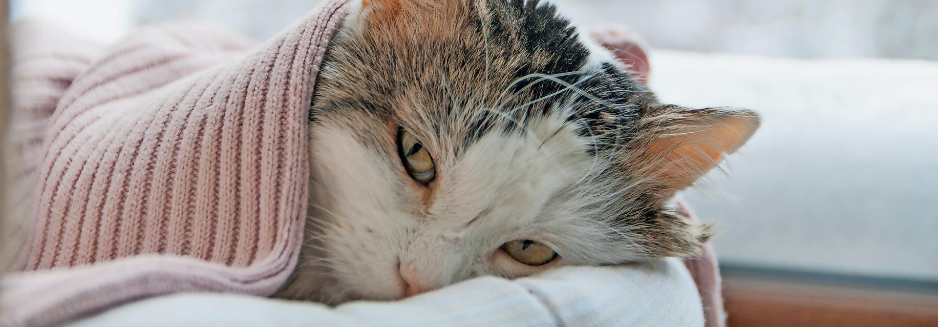 Katze leidet an Vergiftungserscheinungen