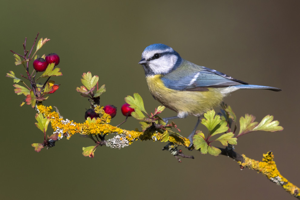 Blaumeise