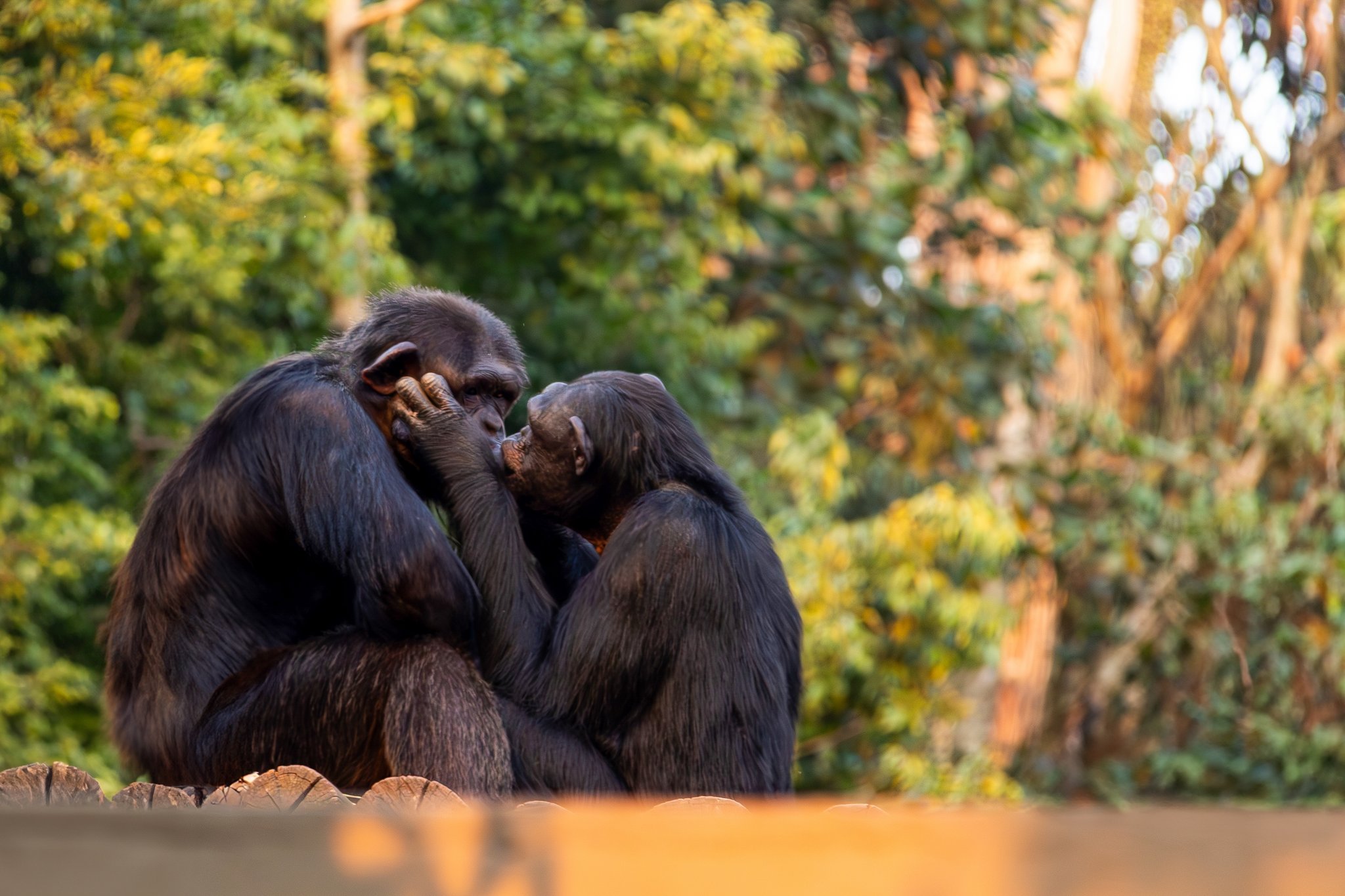 Sex gegen Geschenke: Das Balzverhalten von Eisvogel, Bonobos und Eselspinguinen