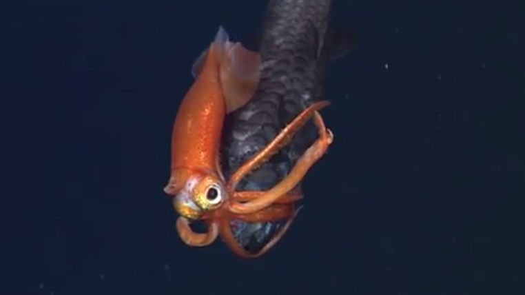 mbari.png