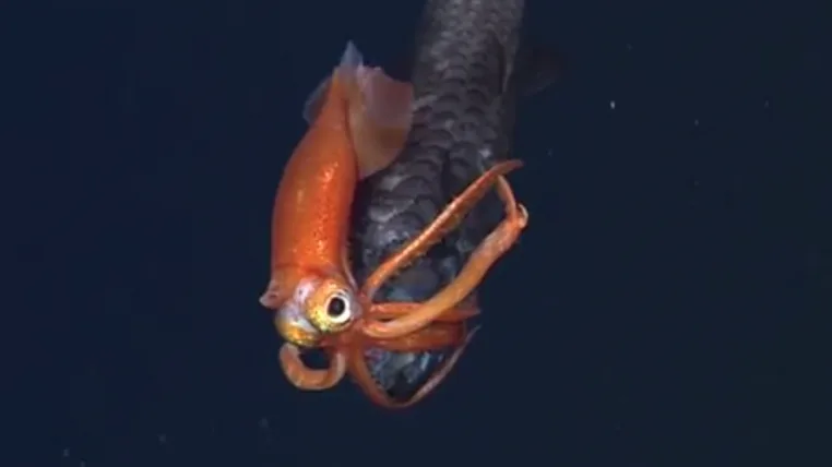 ae944d64d50a117d34308ef400ae01556743287d mbari.png