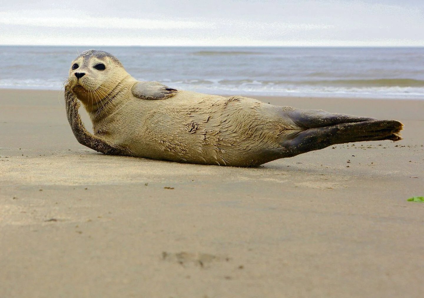 Tierisches Wattenmeer: Wie Arten den extremen Lebensraum meistern