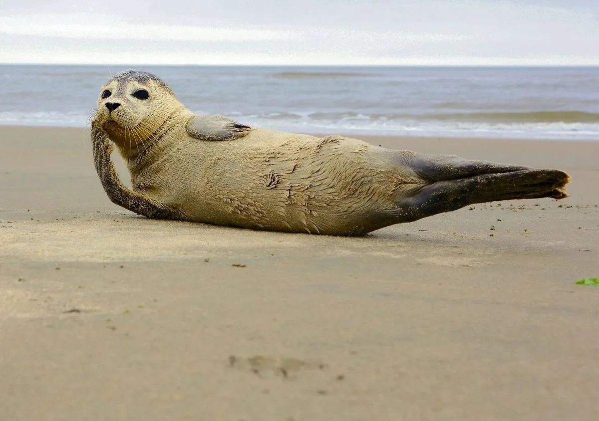 Robbe Tierisches Wattenmeer: Wie Arten den extremen Lebensraum meistern