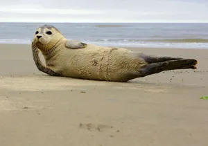 Durch den einzigartigen Geruch einer jeden Robbe können Muttertiere ihre Jungen wiedererkennen. Dies ist einer der Gründe, warum aufgefundene Tiere niemals angefasst werden dürfen.